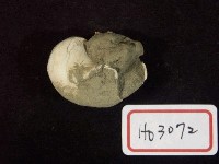 藏品(扁玉螺)的圖片